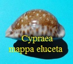 leporicypraea mappa eluceta